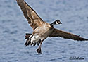 Branta canadensis